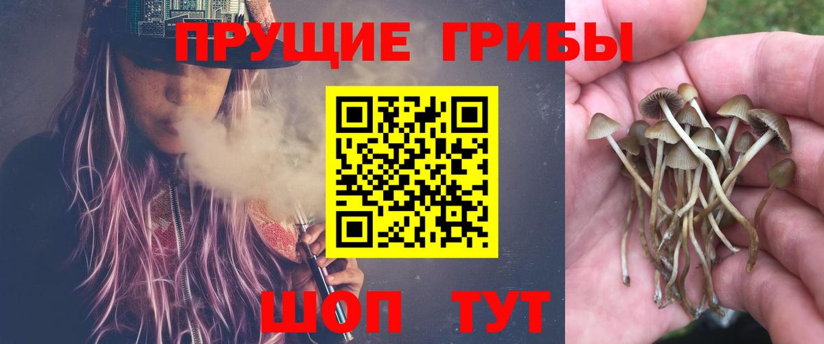 Псилоцибиновые грибы Cubensis Советский